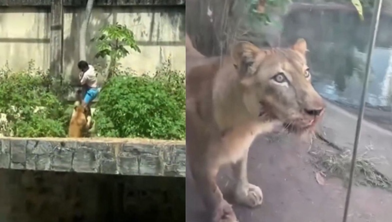 Leoa que matou jovem de 19 anos em zoológico da Paraíba não será sacrificada